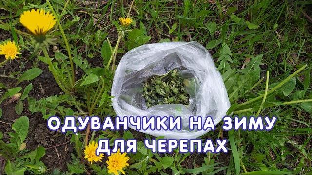 Одуванчики на зиму для черепах Одуванчики на зиму для черепах