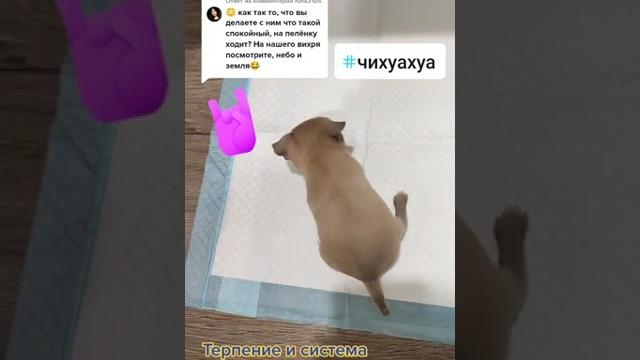 Как приучить щенка к пеленке. Как приучить щенка к пеленке.