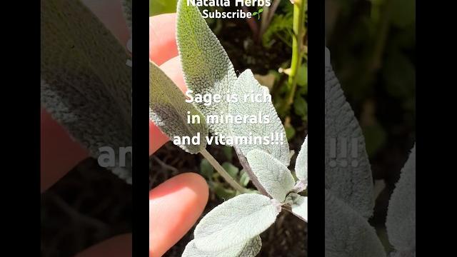 #ШАЛФЕЙ#ТРАВЯНОЙЧАЙ#ЛЕЧЕБНЫЕТРАВЫ#травница#минералы#витамины#sage#herbaltea#minerals#vitamins#health #ШАЛФЕЙ#ТРАВЯНОЙЧАЙ#ЛЕЧЕБНЫЕТРАВЫ#травница#минералы#витамины#sage#herbaltea#minerals#vitamins#health