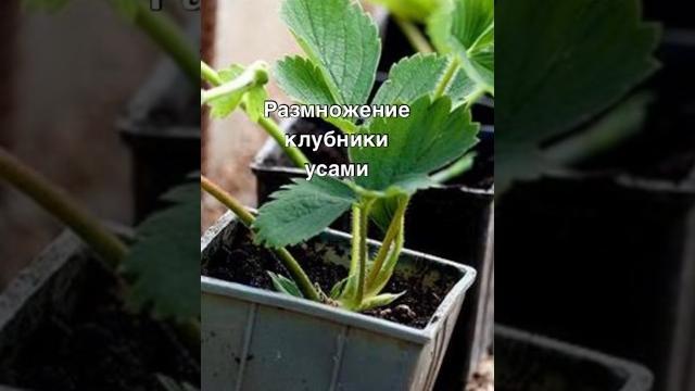 Размножение клубники усами Размножение клубники усами