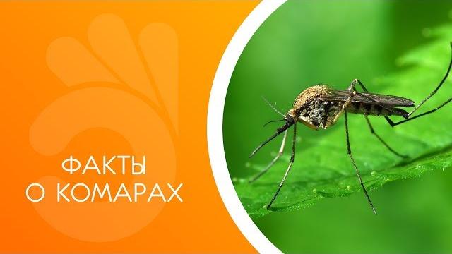 Факты о комарах. Комары полезны? Факты о комарах. Комары полезны?