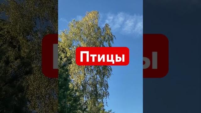 Птицы щебечут Птицы щебечут