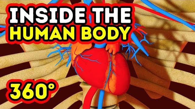 WHAT HAPPENS INSIDE YOUR BODY? || 360 VR WHAT HAPPENS INSIDE YOUR BODY? || 360 VR