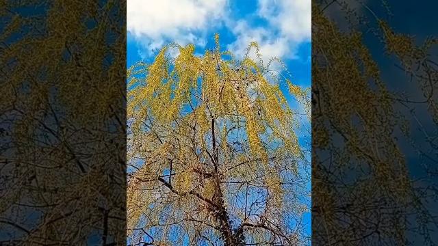 Природа нашей планеты под классическую музыку без слов для фона | Красивое видео релакс для отдыха Природа нашей планеты под классическую музыку без слов для фона | Красивое видео релакс для отдыха
