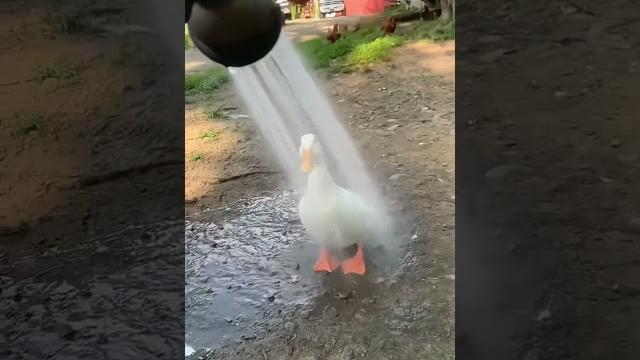 «Как с гуся вода» «Как с гуся вода»