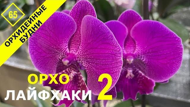 Секреты, лайфхаки, хитрости ухода за орхидеями для успешного домашнего содержания и выращивания Секреты, лайфхаки, хитрости ухода за орхидеями для успешного домашнего содержания и выращивания