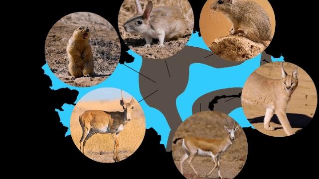 Разнообразие животного мира Казахстана? Разнообразие животного мира Казахстана?