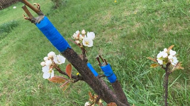 Прививка плодовых деревьев для чайников Прививка плодовых деревьев для чайников