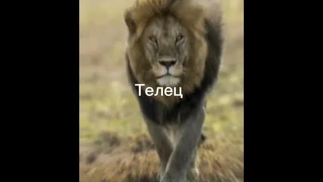 Внутренние звери знаков зодиака ч.2 || #Shorts Внутренние звери знаков зодиака ч.2 || #Shorts