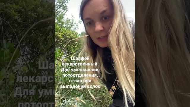 Шалфей лекарственный Шалфей лекарственный