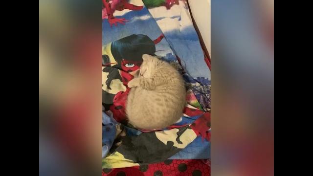 Видео для поднятия настроения Видео для поднятия настроения