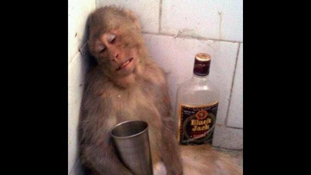 Drunken animals - Пьяные животные Drunken animals - Пьяные животные