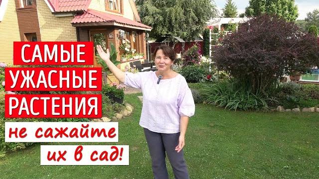 Насажали - теперь мучимся! Не тащите это в свой сад! Насажали - теперь мучимся! Не тащите это в свой сад!