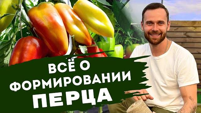 Как формировать перец в открытом и защищенном грунте. Про коронный цветок. Подкормки. Подвязка. Как формировать перец в открытом и защищенном грунте. Про коронный цветок. Подкормки. Подвязка.