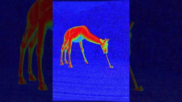 Zoochosis — Ужасы с привкусом корма для жирафов Zoochosis — Ужасы с привкусом корма для жирафов