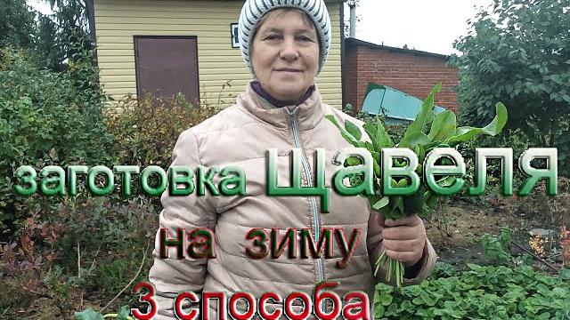 Щавель на зиму, 3 способа заготовки Щавель на зиму, 3 способа заготовки