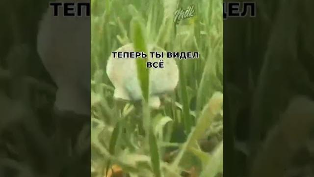 С Днем пожилого человека С Днем пожилого человека