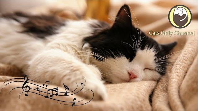 Calming Music for Cats - Relaxation, Deep Sleep, Stress Relief, Peaceful Piano Music Calming Music for Cats - Relaxation, Deep Sleep, Stress Relief, Peaceful Piano Music