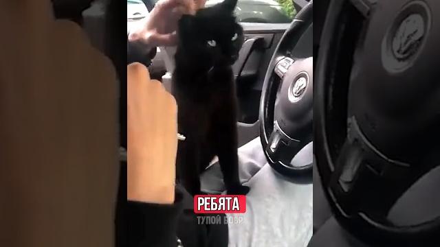 САМЫЙ ХИТРЫЙ КОТ КОТОРОГО ВЫ ВИДЕЛИ! САМЫЙ ХИТРЫЙ КОТ КОТОРОГО ВЫ ВИДЕЛИ!