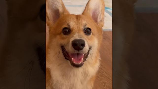 #корги #юмор #corgi #собака #корги #юмор #corgi #собака