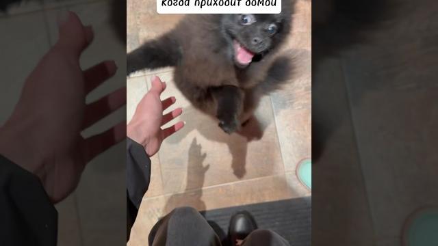 #топ #милота #pomeranian #шпиц #юмор #прикол #собака #топ #милота #pomeranian #шпиц #юмор #прикол #собака