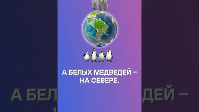 Чем отличаются Арктика и Антарктика Чем отличаются Арктика и Антарктика