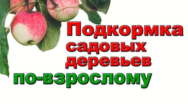 ЛУЧШИЙ СПОСОБ ПОДКОРМКИ ВЗРОСЛЫХ САДОВЫХ ДЕРЕВЬЕВ ЛУЧШИЙ СПОСОБ ПОДКОРМКИ ВЗРОСЛЫХ САДОВЫХ ДЕРЕВЬЕВ