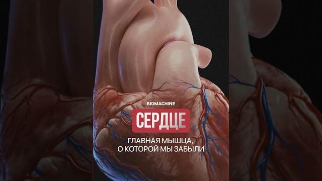 Сердце: главная мышца, о которой мы забыли #здоровье Сердце: главная мышца, о которой мы забыли #здоровье