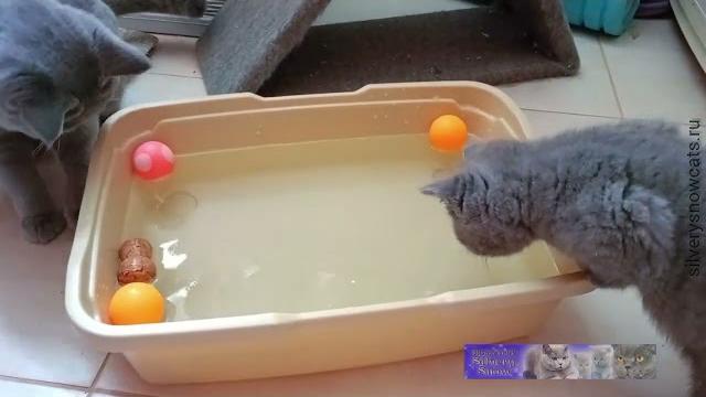 Игры для кошек и котят в жару Игры для кошек и котят в жару