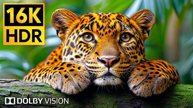 The Ultimate Wild Animals Collection - 16K HDR Video 120fps Dolby Vision #animals #bgm The Ultimate Wild Animals Collection - 16K HDR Video 120fps Dolby Vision #animals #bgm