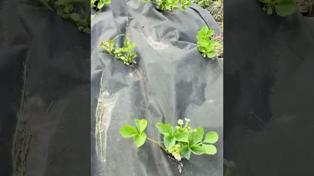 Вообще-то все видео снималось ради той палки Вообще-то все видео снималось ради той палки