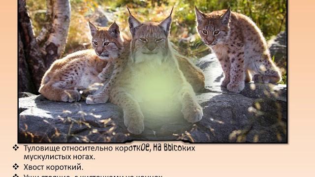 Млекопитающие Красной книги РБ Млекопитающие Красной книги РБ