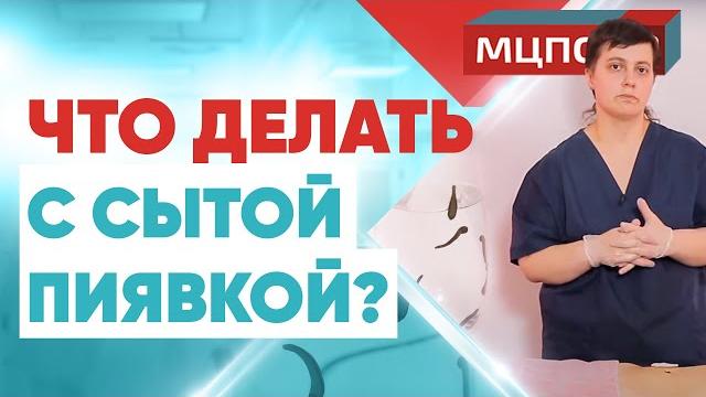 Что делать с сытой пиявкой? Курсы гирудотерапии. Обучение как ставить пиявки. Гирудотерапия Что делать с сытой пиявкой? Курсы гирудотерапии. Обучение как ставить пиявки. Гирудотерапия