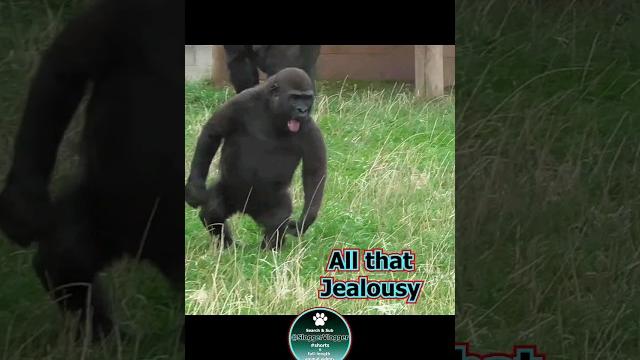 Gorilla Lope's Reaction To A New-born #Brother Gorilla Lope's Reaction To A New-born #Brother