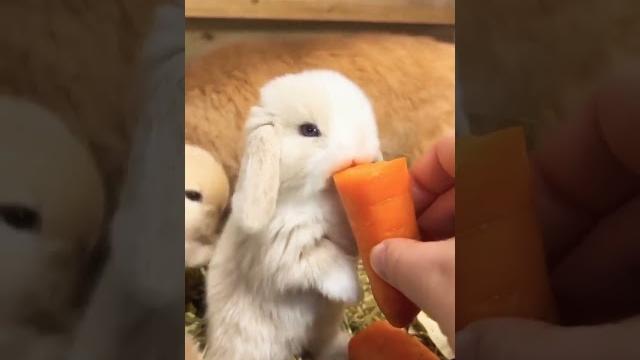Вкусная морковка! Маленький #кролик #крольчата #морковка #Funny #Cute #rabbit #babyrabbit #зайка Вкусная морковка! Маленький #кролик #крольчата #морковка #Funny #Cute #rabbit #babyrabbit #зайка