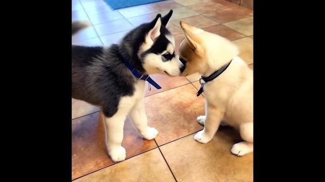cute husky puppies playing adorable video #puppy #dog #husky #pets #dogs #youtubeshorts #pet #shorts cute husky puppies playing adorable video #puppy #dog #husky #pets #dogs #youtubeshorts #pet #shorts