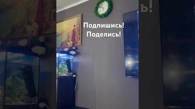 Как получить кнопку YouTube. Внимание загадка! #загадка #youtube,загадка,загадка, под яйцами гладко. Как получить кнопку YouTube. Внимание загадка! #загадка #youtube,загадка,загадка, под яйцами гладко.