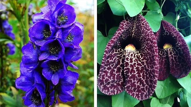 The Most Poisonous Plants in the World The Most Poisonous Plants in the World