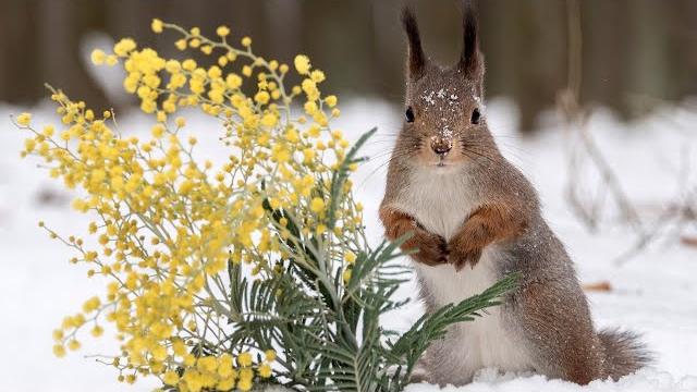 Животные весной. Animals in spring. Животные весной. Animals in spring.