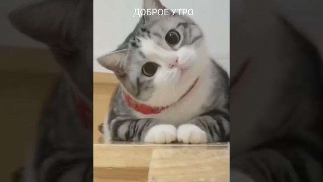 Доброе утро | Котики Доброе утро | Котики