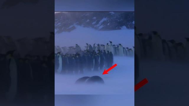 Что делают пингвины чтобы согреться(не умереть)? Что делают пингвины чтобы согреться(не умереть)?