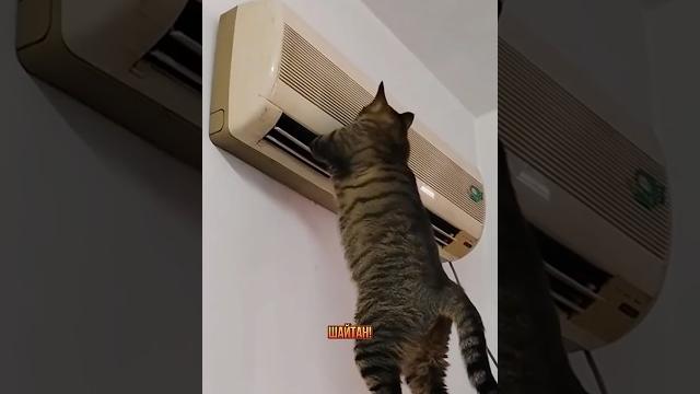 Угарная подборка котиков мастеров разговаривающих как люди ремонтируют дом Смешная озвучка #коты Угарная подборка котиков мастеров разговаривающих как люди ремонтируют дом Смешная озвучка #коты