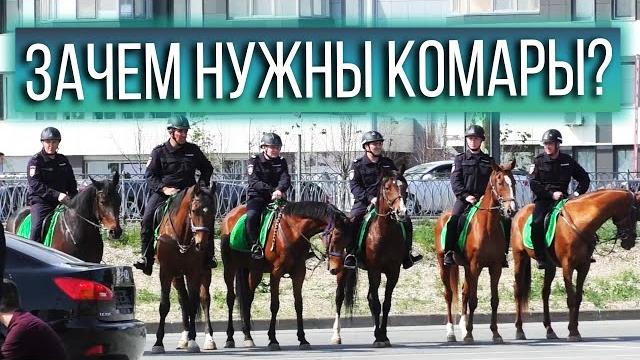 Зачем нужны комары? Зачем нужны комары?