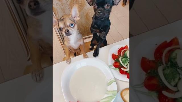 Вот! . #chihuahua #dog #собака #собаки #чихуахуа #смешные #смешныеживотные #смешноевидео #dogs Вот! . #chihuahua #dog #собака #собаки #чихуахуа #смешные #смешныеживотные #смешноевидео #dogs