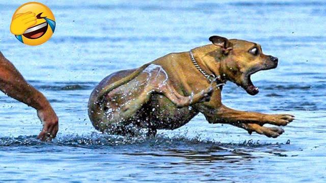 Best Funny Animal Videos 2022 - Funniest Cats And Dogs Videos Best Funny Animal Videos 2022 - Funniest Cats And Dogs Videos