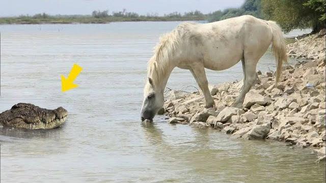Не на Того Нарвался! Битвы Животных Снятые на Камеру Не на Того Нарвался! Битвы Животных Снятые на Камеру