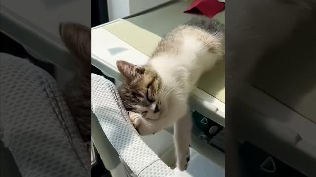 Хороша работа, на которой можно поспать #смешно #юмор #кошки #cat #animals #кот #смешныекошки Хороша работа, на которой можно поспать #смешно #юмор #кошки #cat #animals #кот #смешныекошки