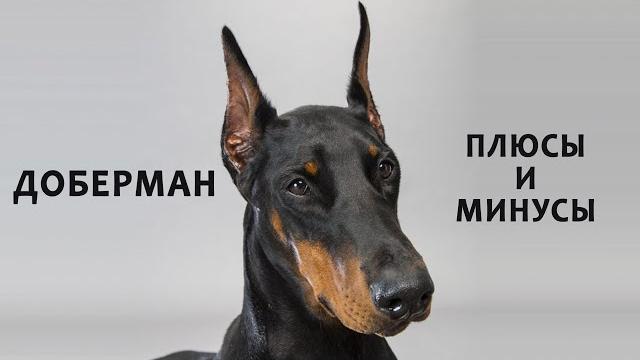 ДОБЕРМАН. Плюсы и минусы породы Doberman ДОБЕРМАН. Плюсы и минусы породы Doberman