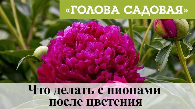 Голова садовая - Что делать с пионами после цветения Голова садовая - Что делать с пионами после цветения