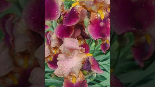 Доброе утро,хорошего дня открытки на каждый день #открытка #доброеутро #видеооткрытка #доброеутречко Доброе утро,хорошего дня открытки на каждый день #открытка #доброеутро #видеооткрытка #доброеутречко